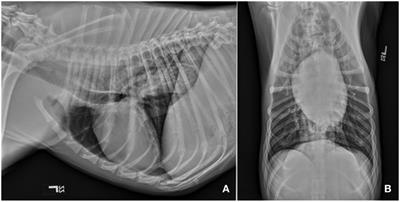 Myositis, Ganglioneuritis, and Myocarditis with Distinct Perifascicular Muscle Atrophy in a 2-Year-Old Male Boxer